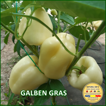 ARDEI GALBEN GRAS www.natural100.ro [0]