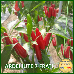 ARDEI IUTE 7 FRATI www.natural100.ro