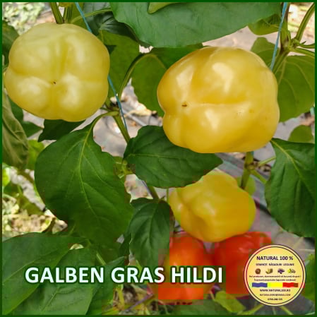 Ardei gras - ARDEI GALBEN GRAS HILDI www.natural100.ro