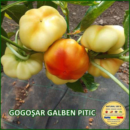 Ardei gogosar - ARDEI GOGOSAR GALBEN PITIC www.natural100.ro