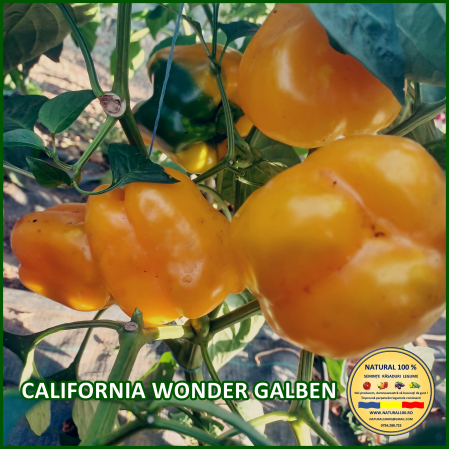 Ardei gras - ARDEI CALIFORNIA WONDER GALBEN www.natural100.ro