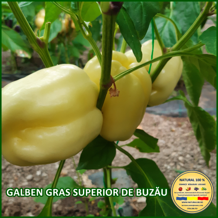 ARDEI GALBEN GRAS SUPERIOR DE BUZAU www.natural100.ro [2]