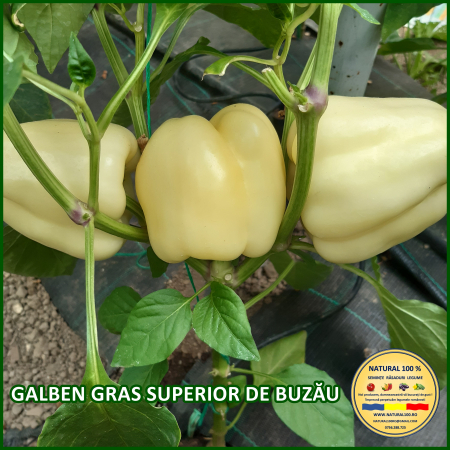 ARDEI GALBEN GRAS SUPERIOR DE BUZAU www.natural100.ro [0]