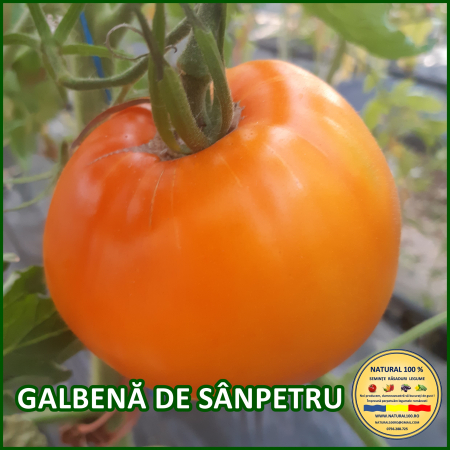 ROSII GALBENA DE SANPETRU www.natural100.ro [1]