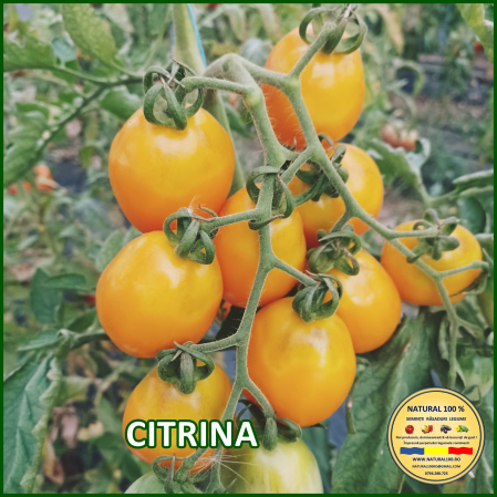 Toate soiurile de rosii - ROSII CITRINA www.natural100.ro