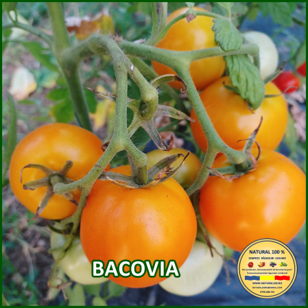 Toate soiurile de rosii - ROSII BACOVIA www.natural100.ro