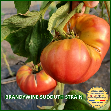 Rosii mari (peste 200 g) - ROSII BRANDYWINE SUDDUTH STRAIN www.natural100.ro