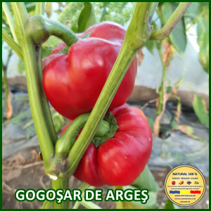 Toate soiurile de ardei - ARDEI GOGOSAR DE ARGES www.natural100.ro