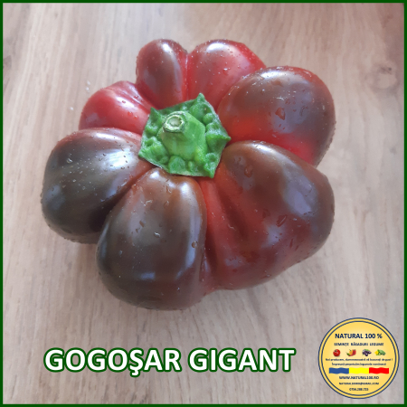 ARDEI GOGOSAR GIGANT www.natural100.ro [3]
