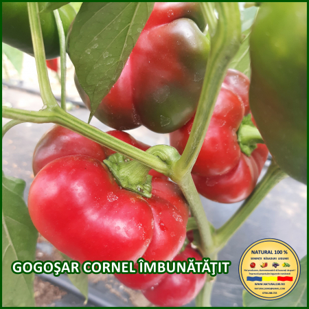 Ardei gogosar - ARDEI GOGOSAR CORNEL IMBUNATATIT www.natural100.ro