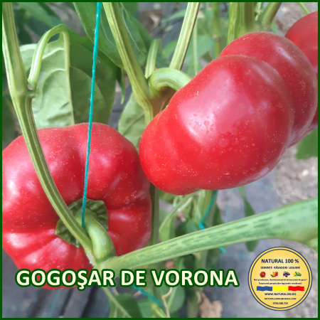 Ardei gogosar - ARDEI GOGOSAR DE VORONA www.natural100.ro