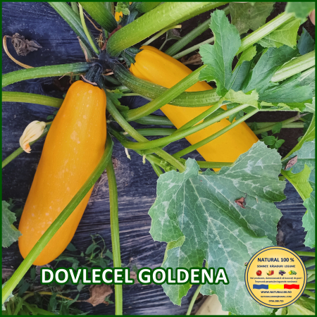 Seminte de dovlecei - DOVLECEL GOLDENA www.natural100.ro