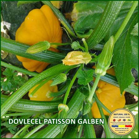 DOVLECEL PATISSON GALBEN www.natural100.ro [1]