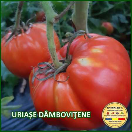 ROSII URIASE DAMBOVITENE www.natural100.ro [2]