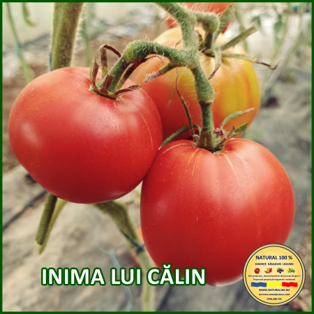 Toate soiurile de rosii - ROSII INIMA LUI CALIN www.natural100.ro
