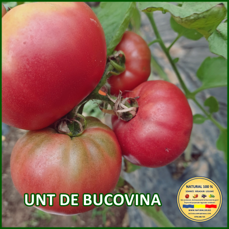 Rosii mari (peste 200 g) - ROSII UNT DE BUCOVINA www.natural100.ro