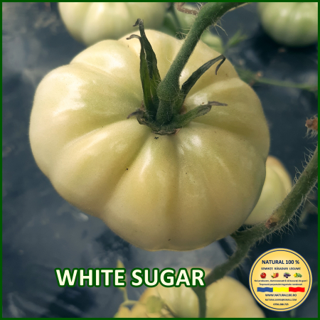 ROSII WHITE SUGAR www.natural100.ro [1]