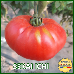 ROSII SEKAI ICHI www.natural100.ro