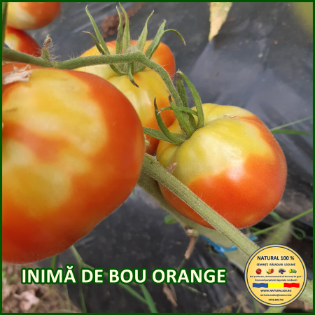 ROSII INIMA DE BOU ORANGE www.natural100.ro [1]
