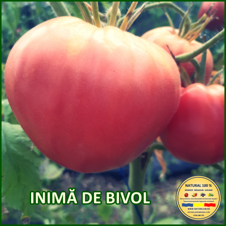 INIMA DE BIVOL [0]