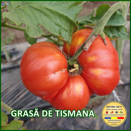Rosii mari (peste 200 g) - ROSII GRASA DE TISMANA www.natural100.ro