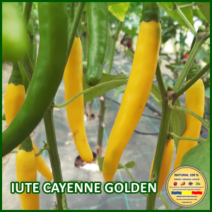 ARDEI IUTE CAYENNE GOLDEN www.natural100.ro [1]