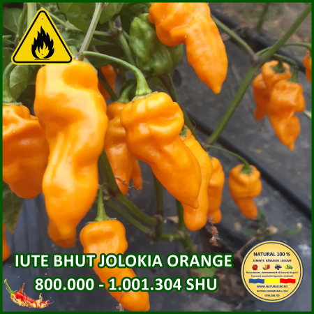 Ardei iute - ARDEI IUTE BHUT JOLOKIA ORANGE www.natural100.ro