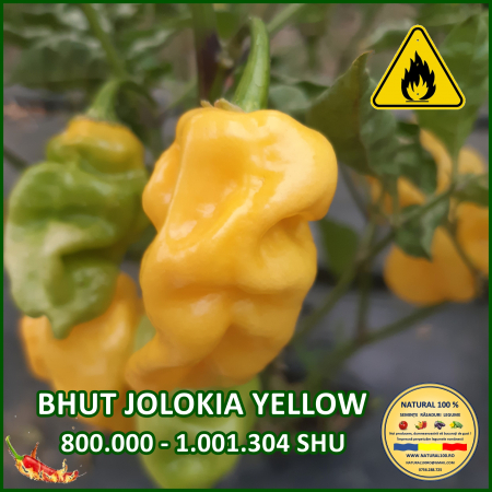 ARDEI IUTE BHUT JOLOKIA YELLOW www.natural100.ro [1]