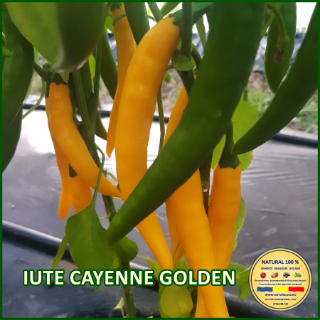 ARDEI IUTE CAYENNE GOLDEN www.natural100.ro [0]