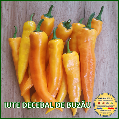ARDEI IUTE DECEBAL DE BUZAU www.natural100.ro [1]