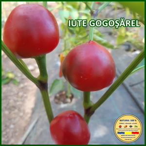 Ardei iute - ARDEI IUTE GOGOSAREL www.natural100.ro