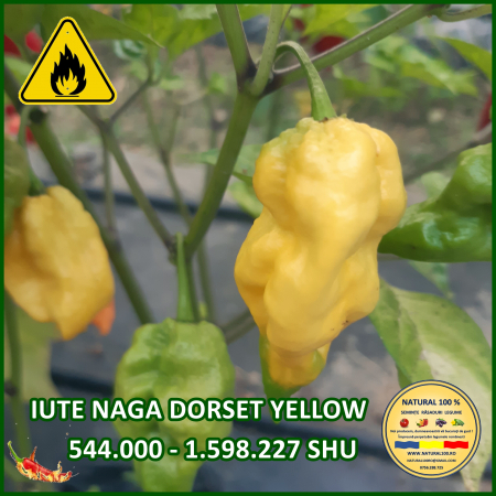 Seminte de ardei - ARDEI IUTE NAGA DORSET YELLOW www.natural100.ro