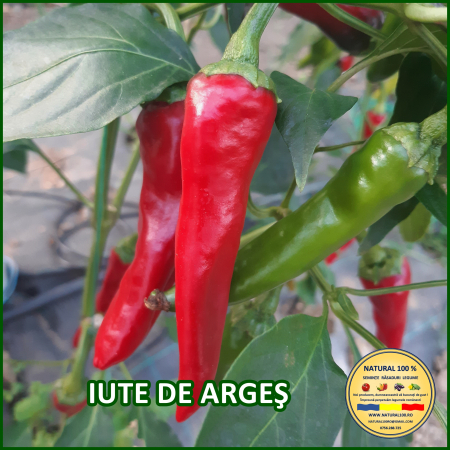 Ardei iute - ARDEI IUTE DE ARGES www.natural100.ro