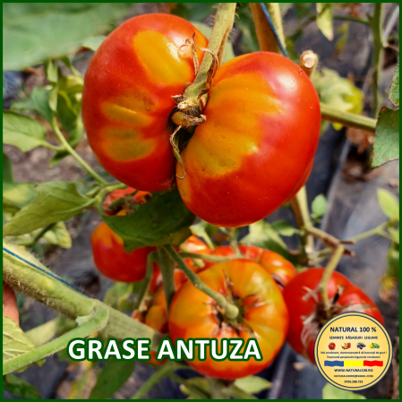 Toate soiurile de rosii - ROSII GRASE ANTUZA www.natural100.ro