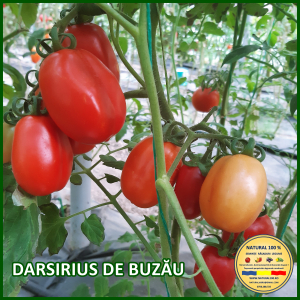 Rosii medii (75-200 g) - ROSII DARSIRIUS DE BUZAU www.natural100.ro