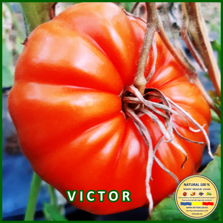 ROSII VICTOR www.natural100.ro [1]