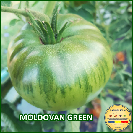 MOLDOVAN GREEN [2]