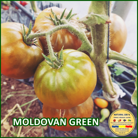 MOLDOVAN GREEN [0]