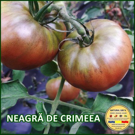 Rosii mari (peste 200 g) - ROSII NEAGRA DE CRIMEEA www.natural100.ro
