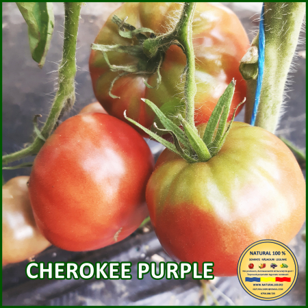 Rosii mari (peste 200 g) - ROSII CHEROKEE PURPLE www.natural100.ro