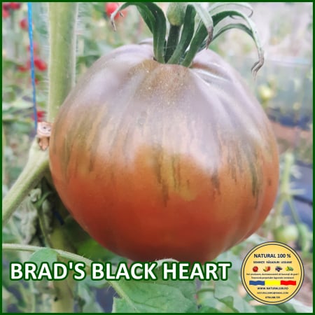 Rosii mari (peste 200 g) - ROSII BRAD'S BLACK HEART www.natural100.ro