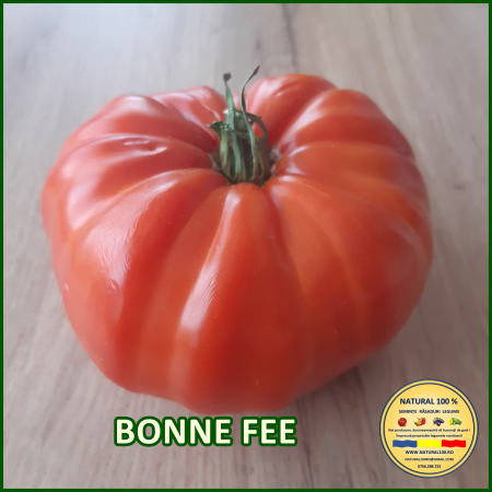 BONNE FEE [2]
