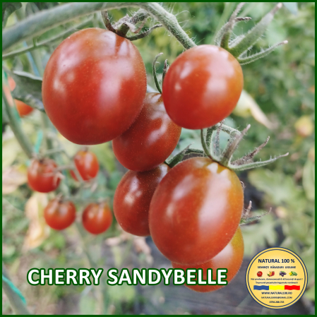Toate soiurile de rosii - ROSII CHERRY SANDYBELLE www.natural100.ro