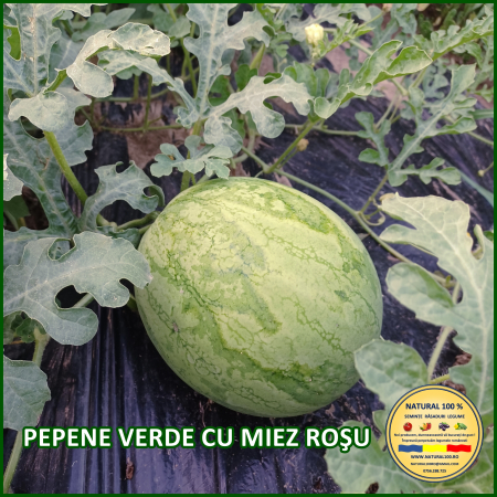 ALTE SEMINTE - PEPENE VERDE CU MIEZ ROSU www.natural100.ro