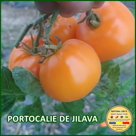 Rosii medii (75-200 g) - ROSII PORTOCALIE DE JILAVA www.natural100.ro