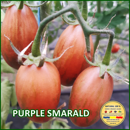 Rosii medii (75-200 g) - ROSII PURPLE SMARALD www.natural100.ro