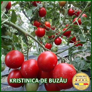 Rosii medii (75-200 g) - ROSII KRISTINICA DE BUZAU www.natural100.ro