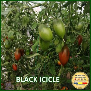 Rosii medii (75-200 g) - ROSII BLACK ICICLE www.natural100.ro