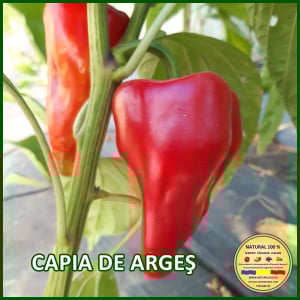 Ardei capia / kapia - ARDEI CAPIA DE ARGES www.natural100.ro