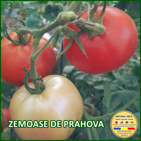 ROSII ZEMOASE DE PRAHOVA www.natural100.ro [1]